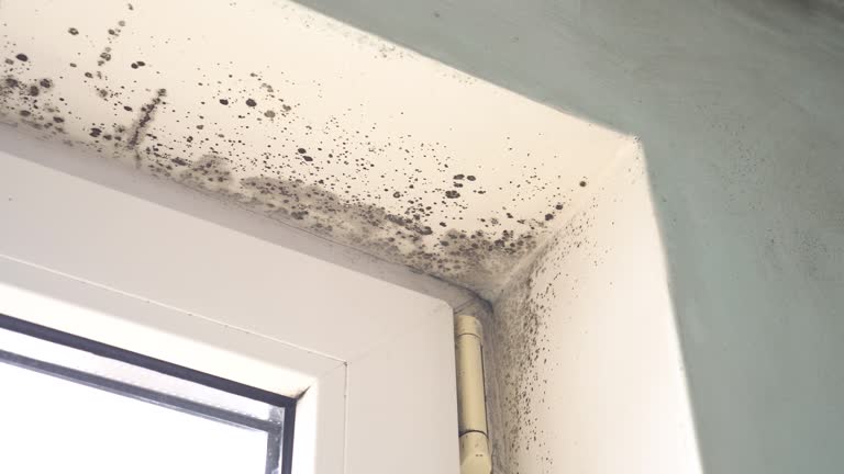 Best Commercial Mold Inspection  in Sun Prairie, WI